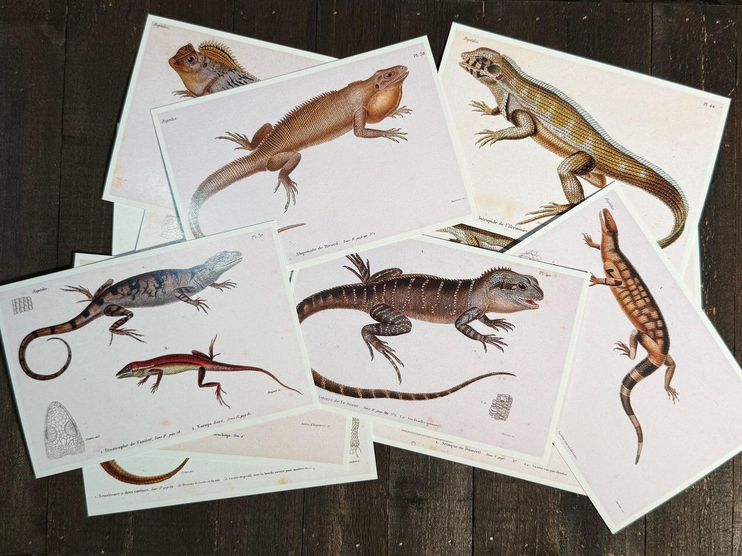Reptiles and Lizards Postcards - Set of 15