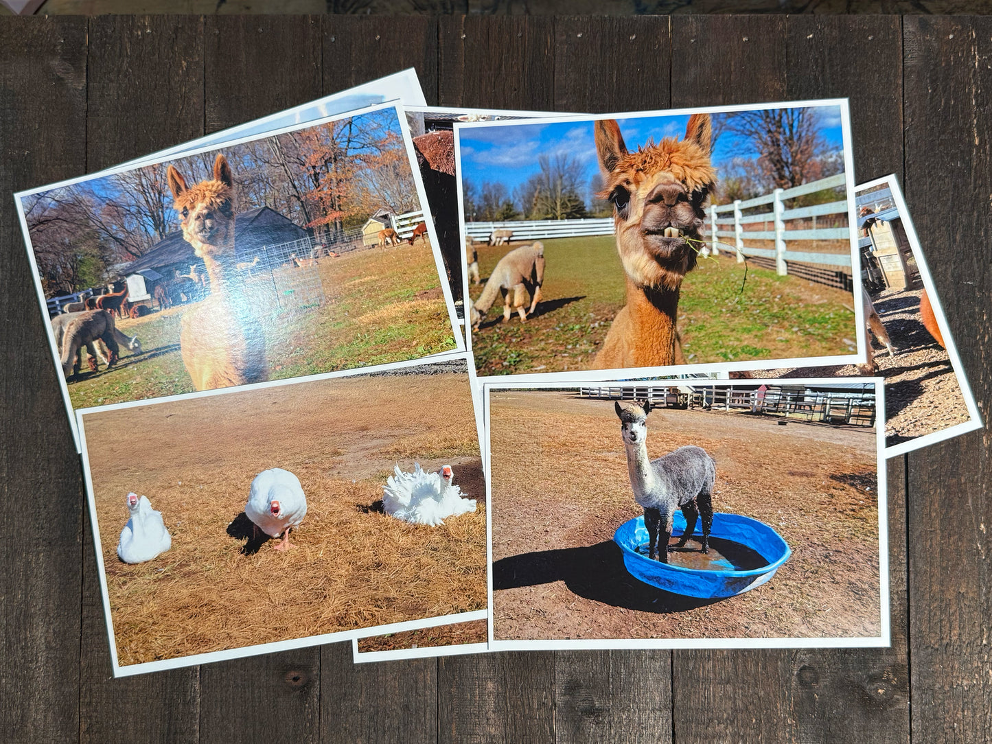 Alpaca Farm Postcards - Set of 10
