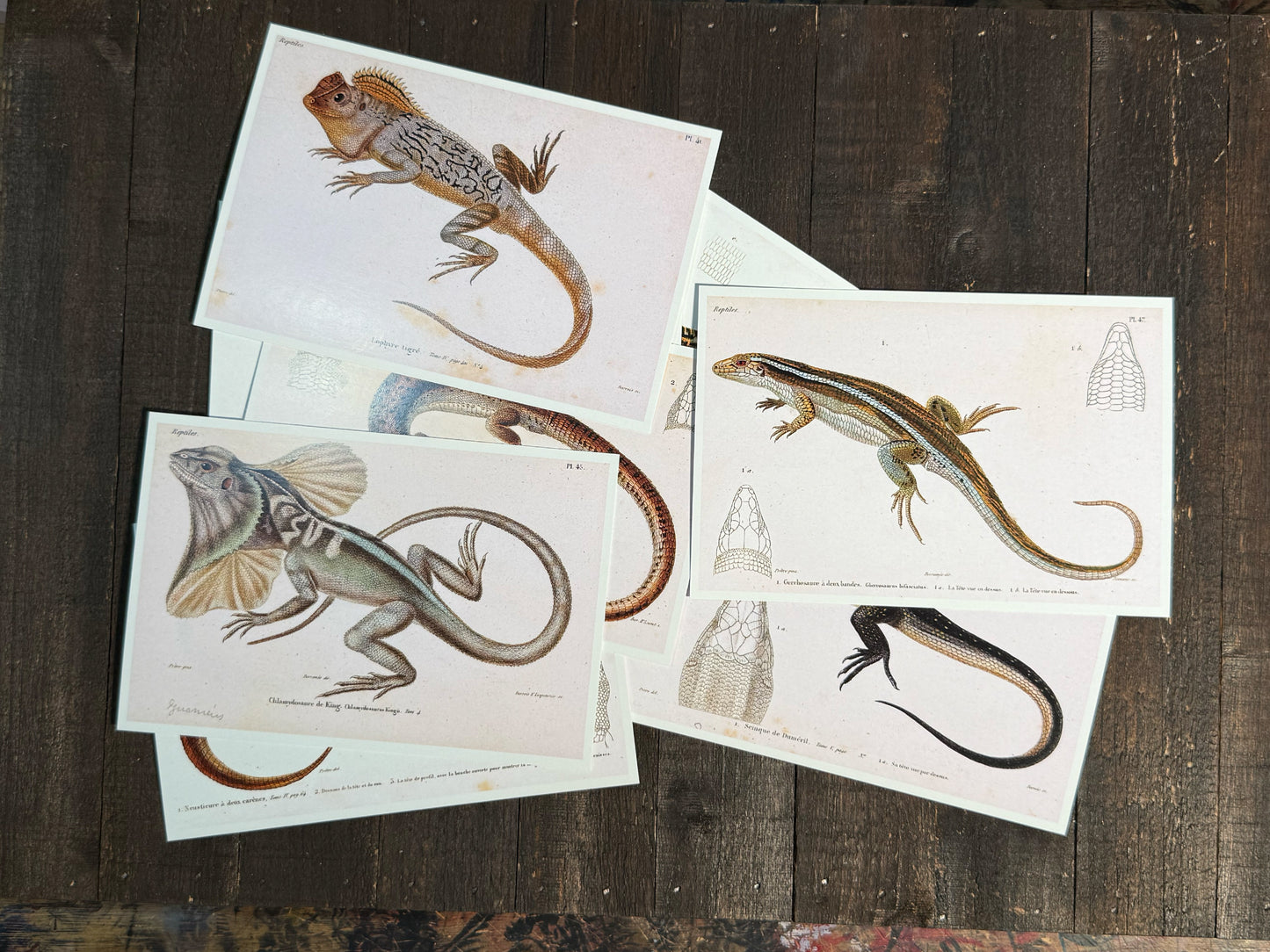 Reptiles and Lizards Postcards - Set of 15