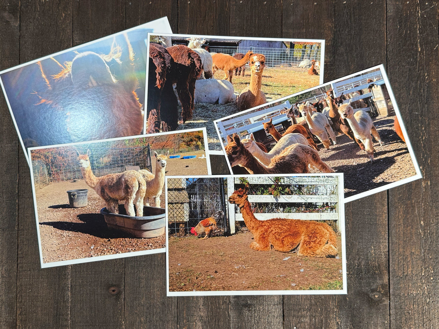 Alpaca Farm Postcards - Set of 10