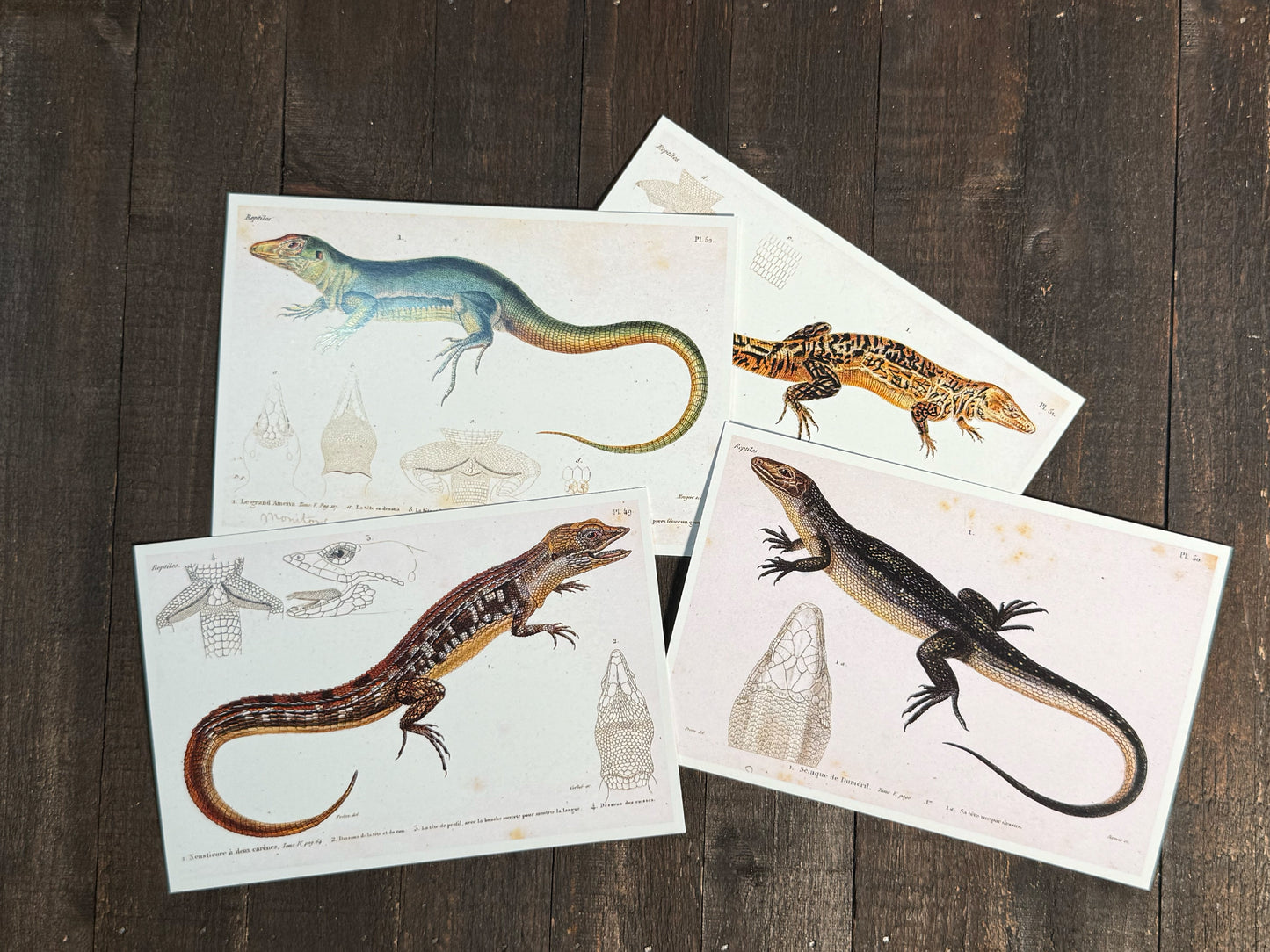 Reptiles and Lizards Postcards - Set of 15