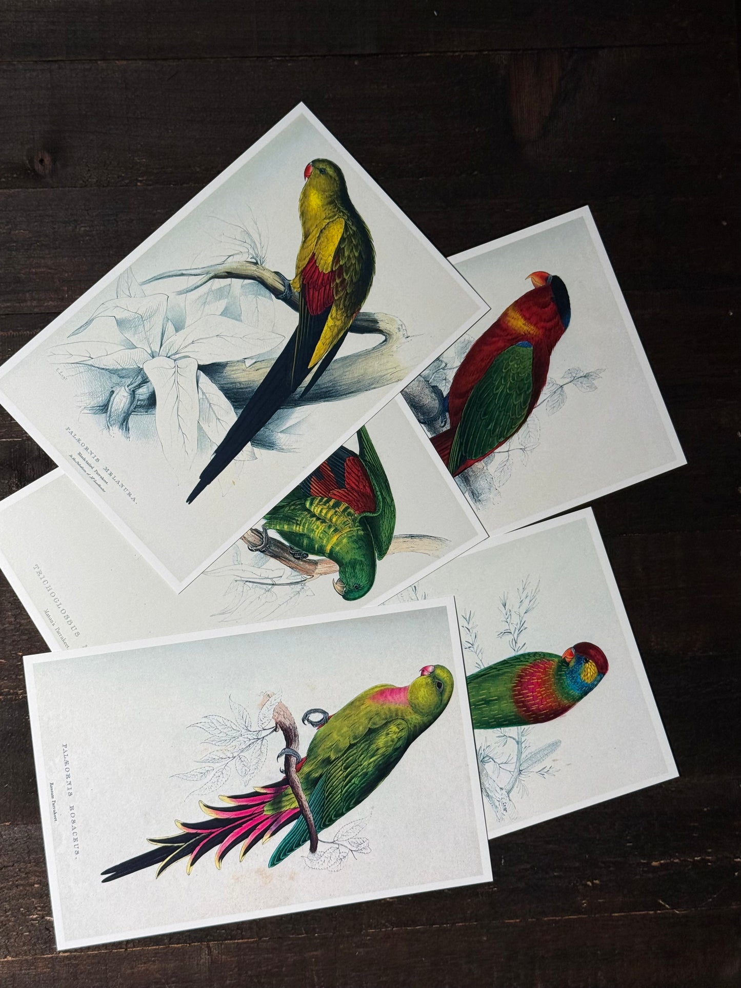 Parrots Postcards - Set of 15