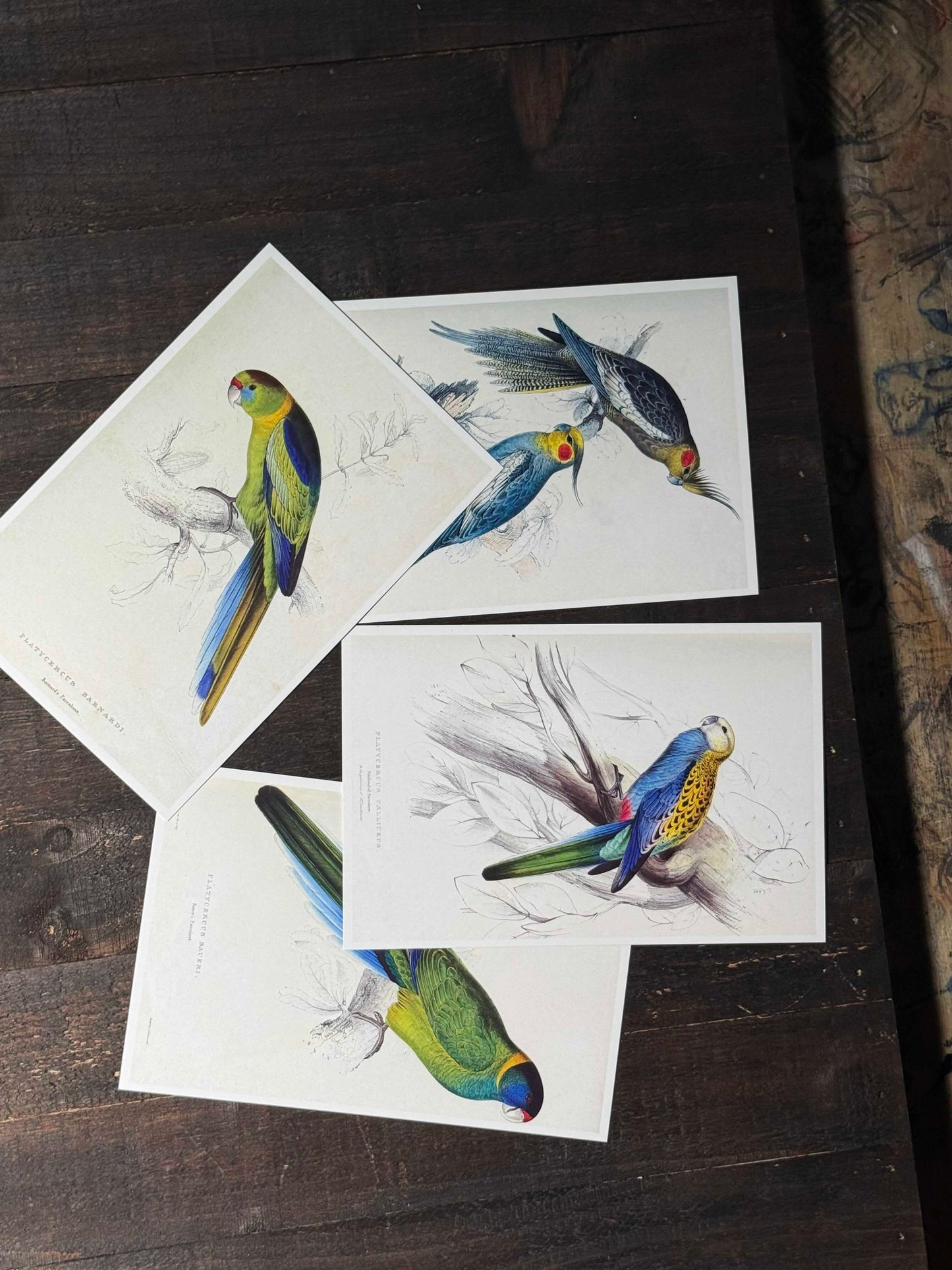 Parrots Postcards - Set of 15