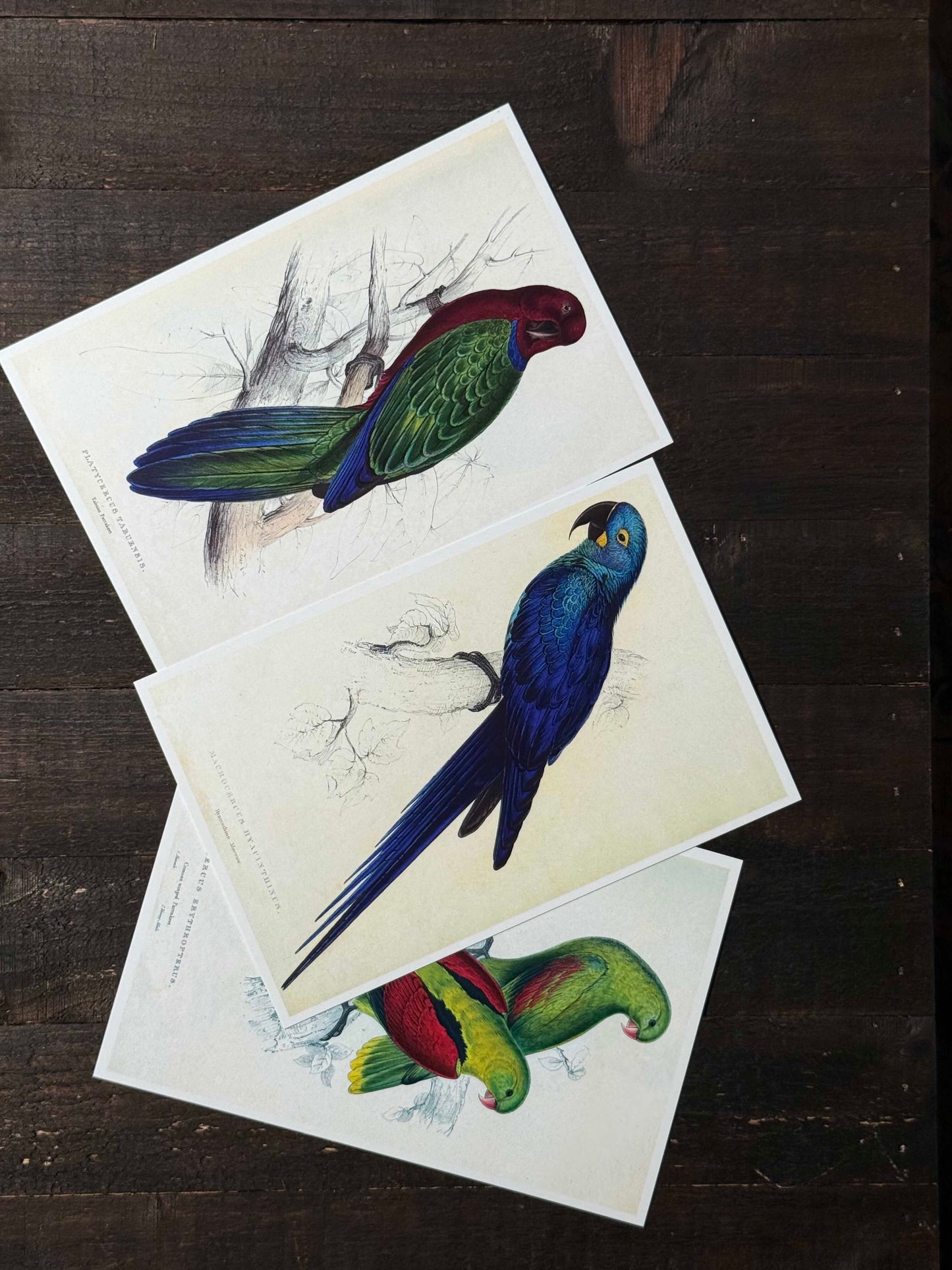 Parrots Postcards - Set of 15