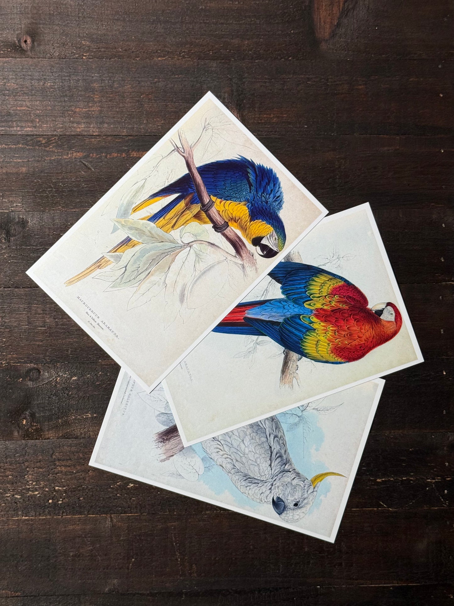 Parrots Postcards - Set of 15