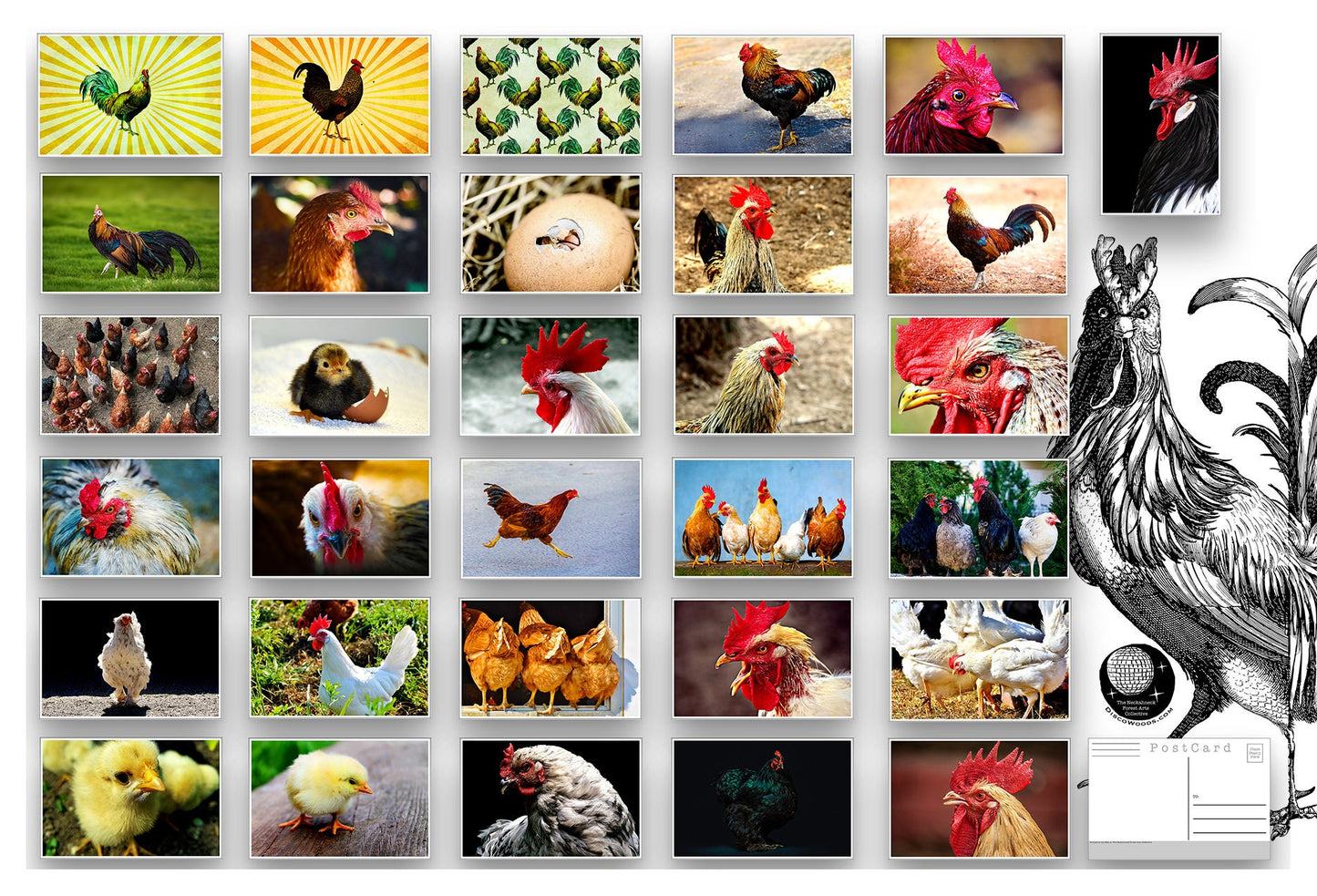 Chickens - Postcard set - 31 post cards - Chicken Art - Scrapbooking