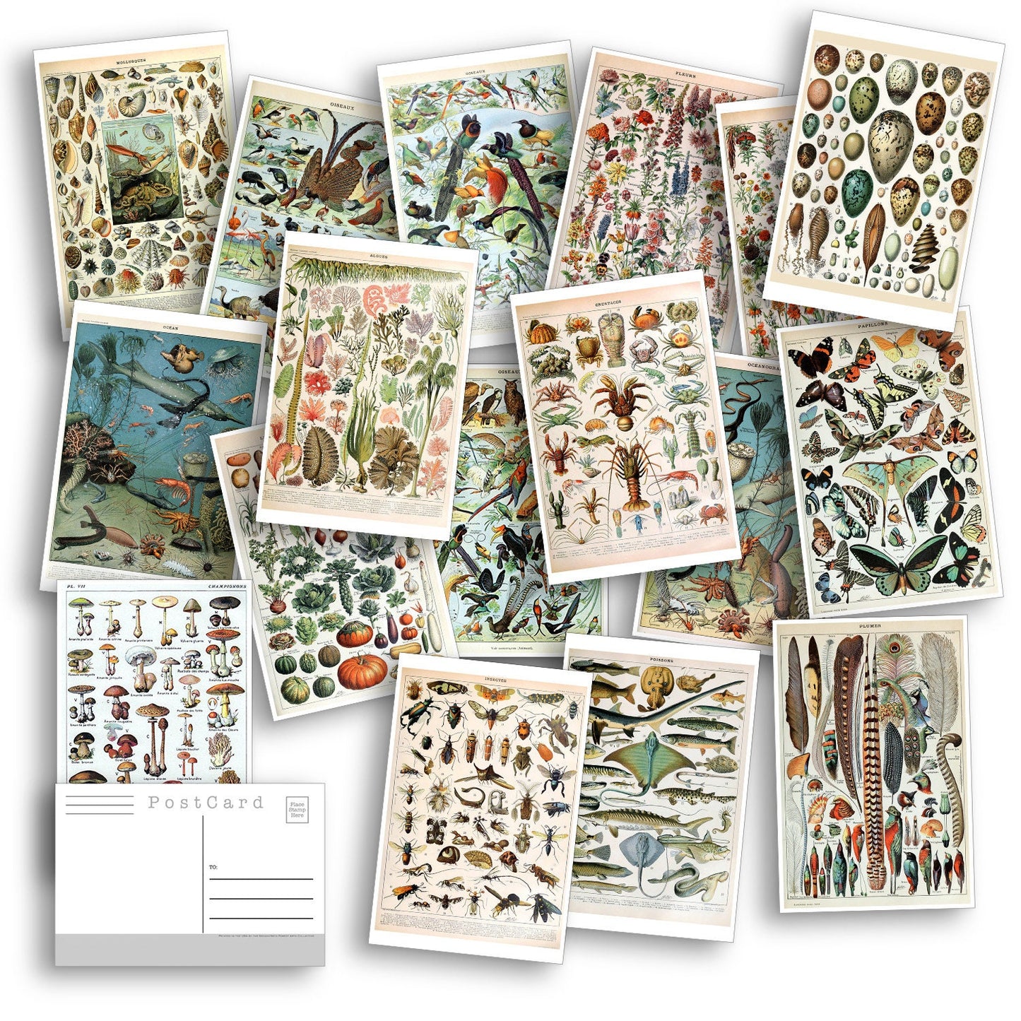 Natural Wonders Postcard Set(2) - Set of 20 Postcards - Vintage - Nature - Scrapbooking Post Cards great for collage