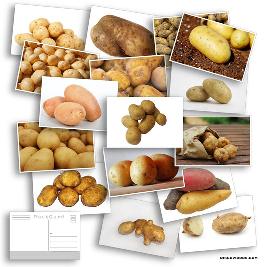 Potato Postcard Set - Set of 24 Postcards - Many Varieties of Potatoes - Russet - Baby Red - Scrapbooking Post Cards - funny gift - mail