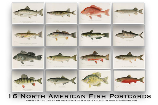 North American Fish Postcard Bulk Pack Of 16 - Fishing - Outdoors - Nature - Post Cards - Wall Art - Scrapbook