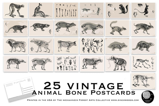 Animal Bones Illustration Postcards - Set of 25
