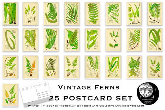 Vintage Ferns Postcards - Set of 25