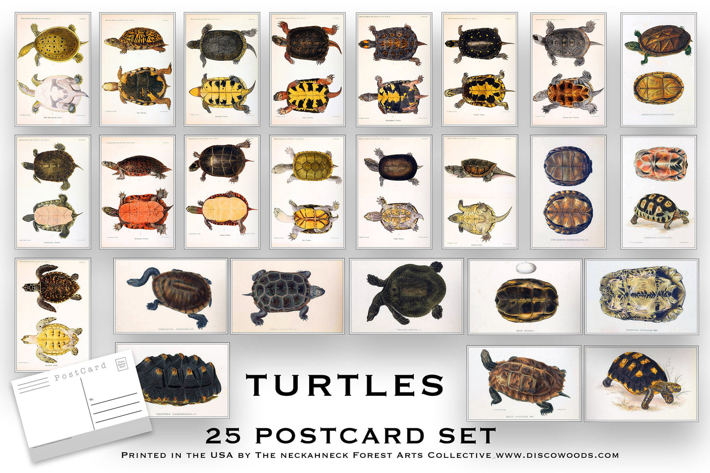 Turtles Postcard Set - Set of 25 Postcards - Vintage Turtle Illistrations - Nature - Scrapbooking Post Cards - Natural Wonders