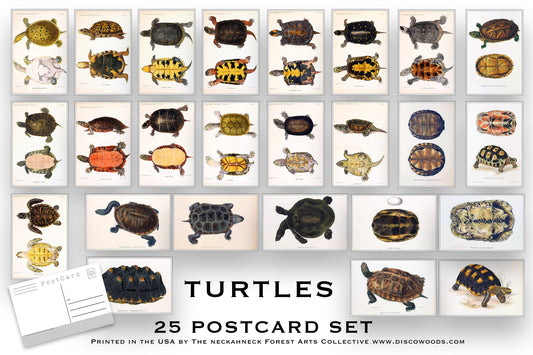 Turtle Illustrations Postcards- Set of 25
