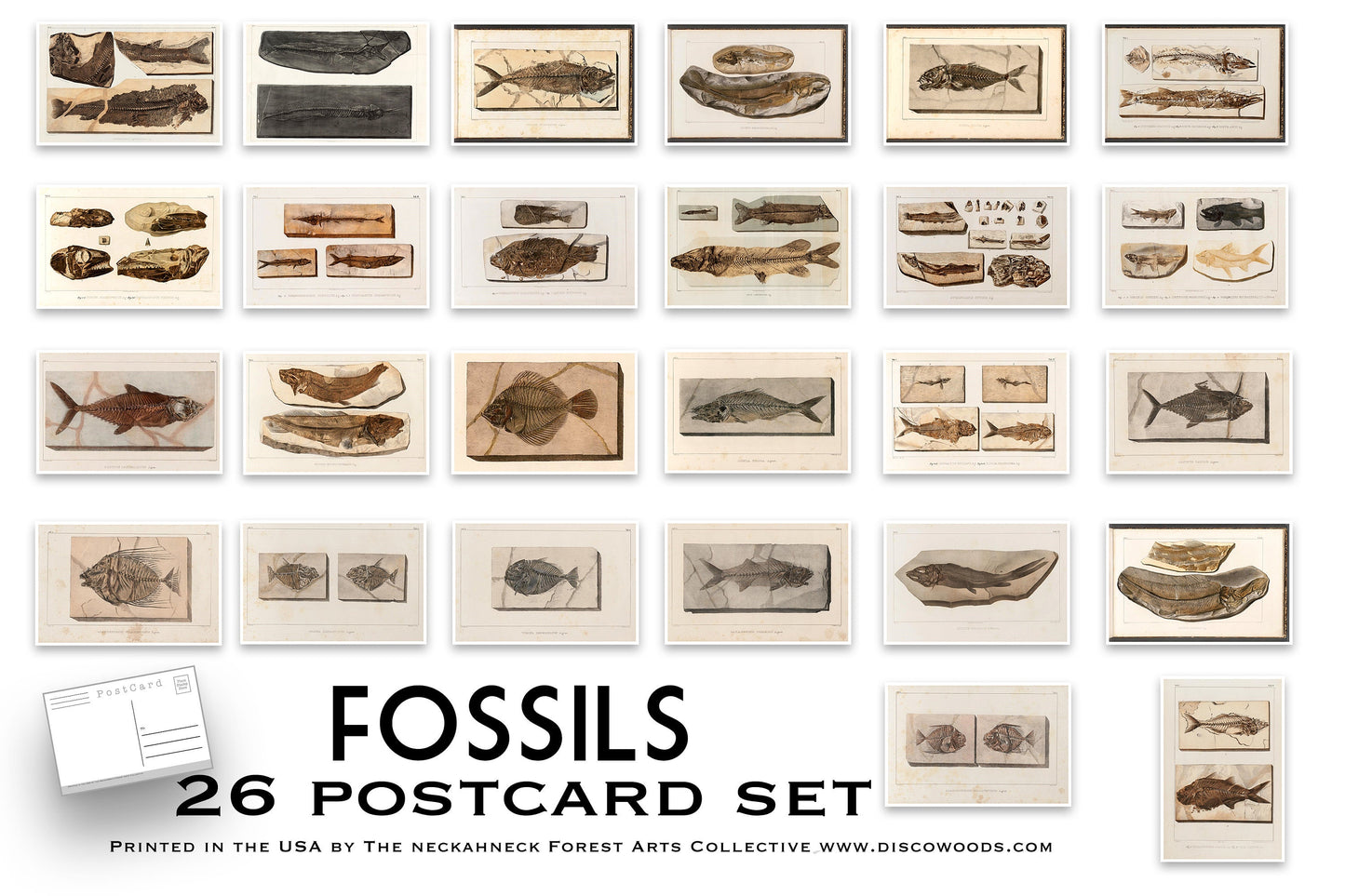 Vintage Fossils Postcard Set, Set of 26 Postcards, Natural history, geology, Scrapbooking Post Cards, vintage illustrations, animal fossils