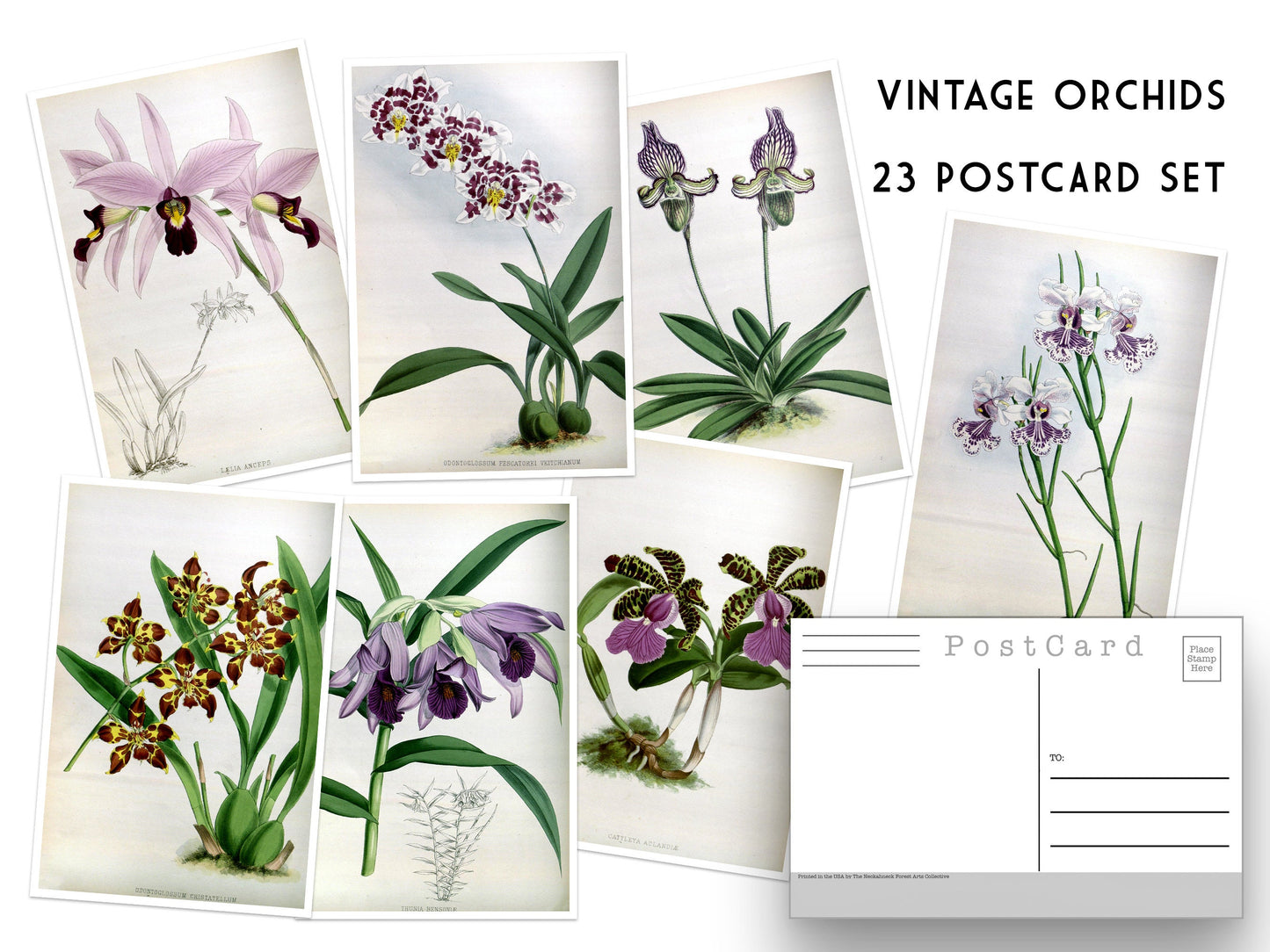 Vintage Orchid NEW Postcard Set - Set of 23 Postcards - Orchid Illustrations - Nature - Scrapbooking Post Cards- Natural Wonders - botanical