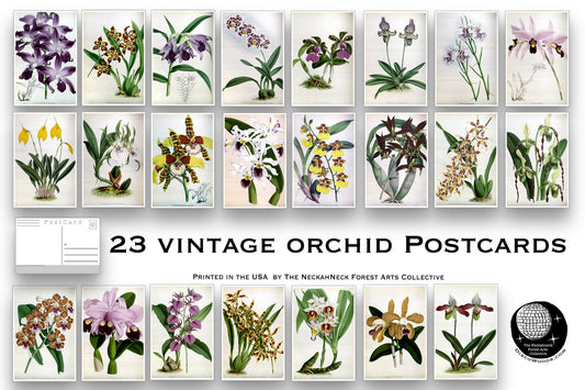 Vintage Orchid Postcards - Set of 23