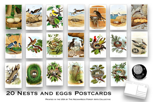 Vintage Nests and Eggs NEW Postcard Set - Set of 20 Post cards - Illustrations - Nature - Scrapbooking - Natural - bird watching - birds