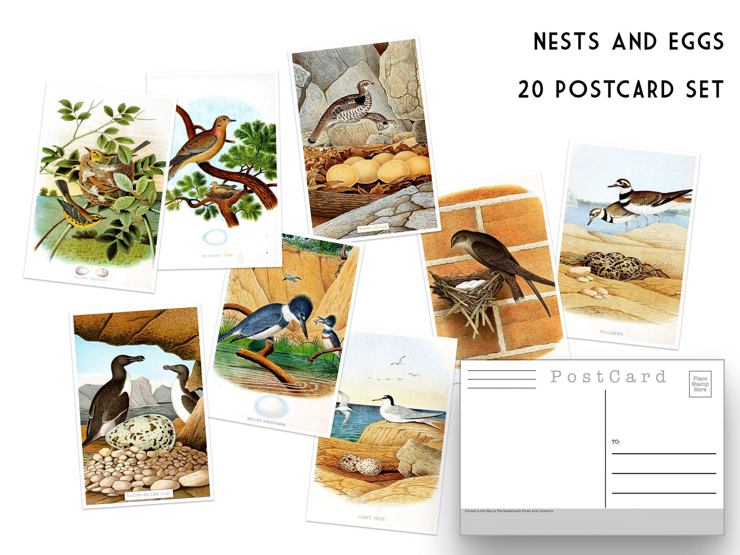 Vintage Nests and Eggs NEW Postcard Set - Set of 20 Post cards - Illustrations - Nature - Scrapbooking - Natural - bird watching - birds