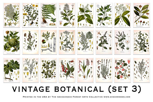 Botanical Postcard Set(3) - Set of 24 Postcards - Vintage - Nature - Scrapbooking Post Cards - plant drawings - Natural Wonders