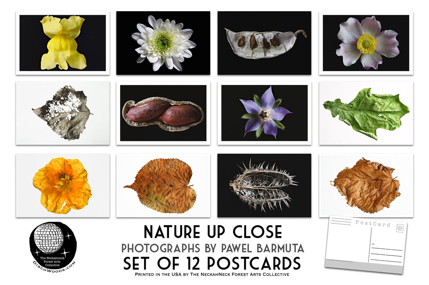 Nature Close Up Postcard Set - Set of 24 Postcards - Macro - Nature - Scrapbooking Post Cards - leaf and flower photos - Natural Wonders