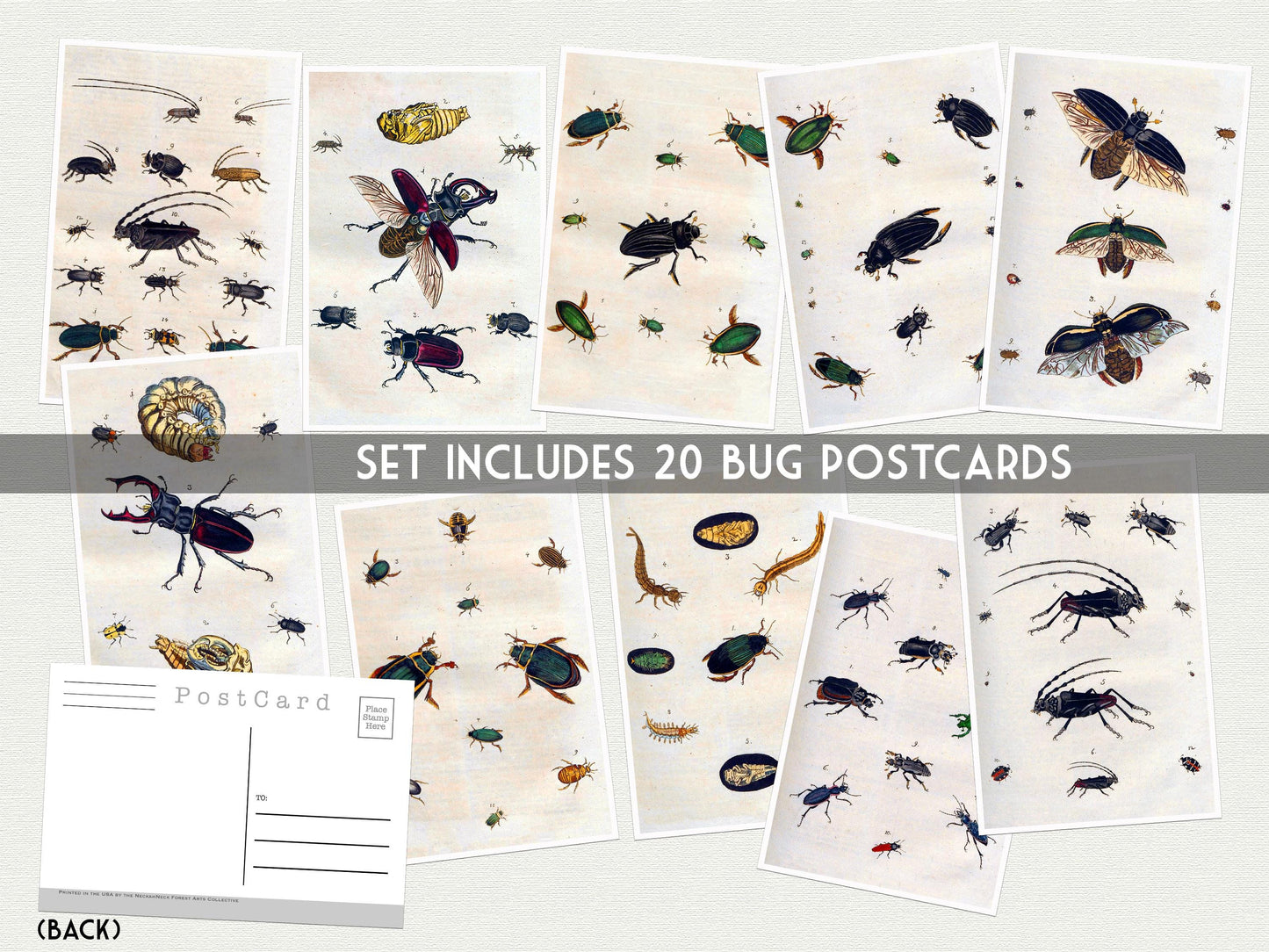 Vintage Bug Postcards – 20-Pack of Butterfly & Beetle Art Prints - Postcards for bug lovers, kids and postcrossing