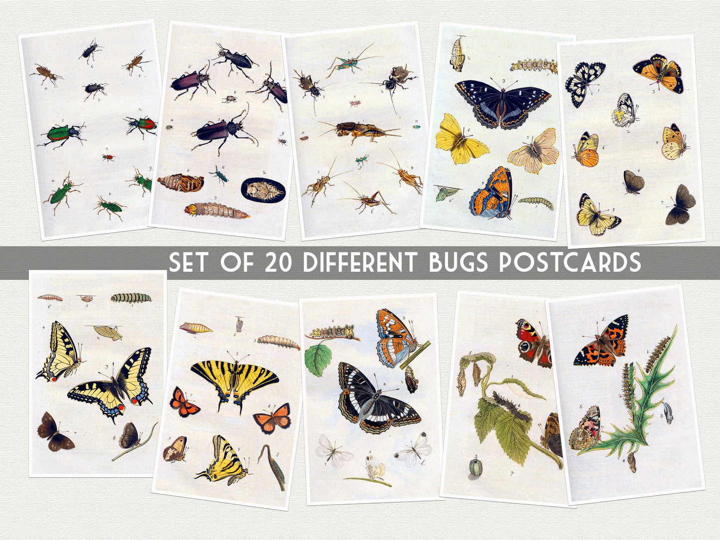 Vintage Bug Postcards – 20-Pack of Butterfly & Beetle Art Prints - Postcards for bug lovers, kids and postcrossing