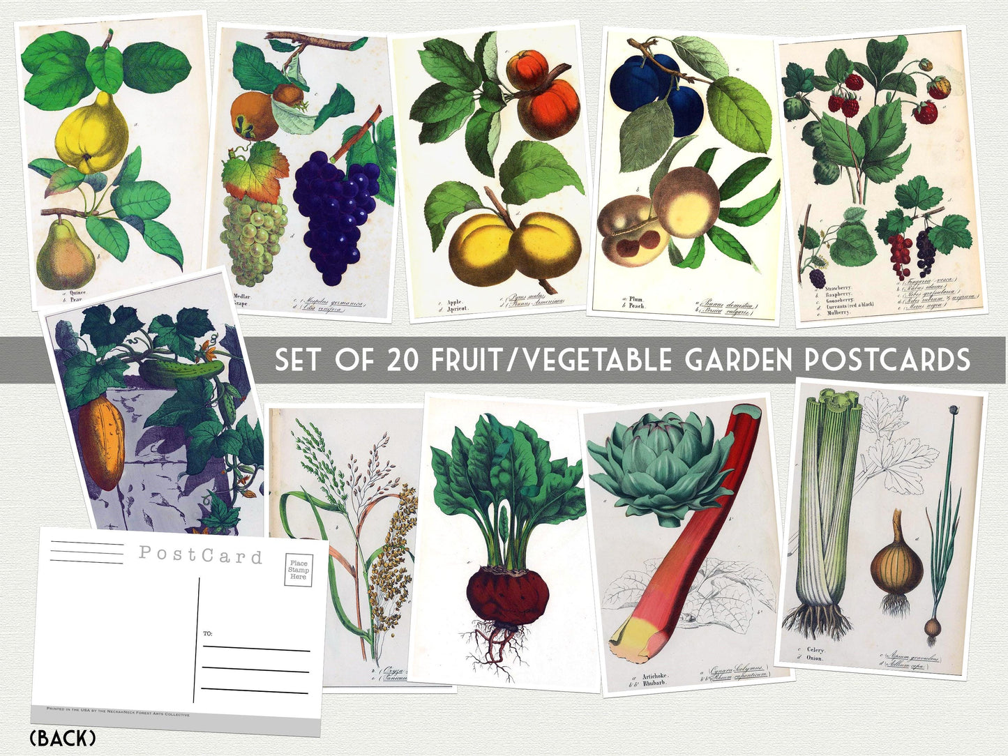 Vegetable Garden Postcards – 20 Vintage Botanical Prints – Set of 20 Postcards - Vintage Botanical - plant drawings- Natural Wonders