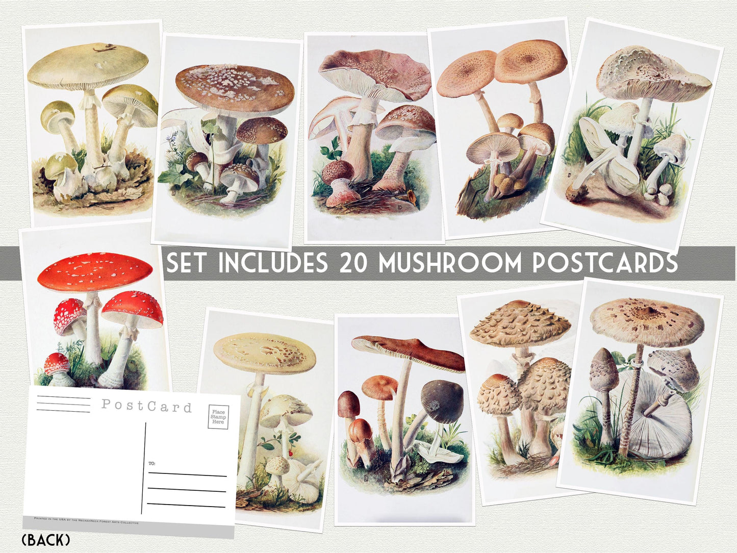 Vintage Mushroom Postcard Set – Set of 20 Postcards - 20 Botanical Art Print Postcards - Vintage Botanical - plant drawings- Natural Wonders