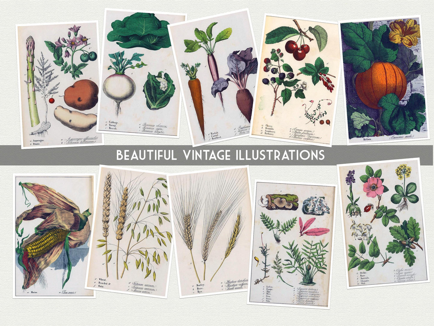 Vegetable Garden Postcards – 20 Vintage Botanical Prints – Set of 20 Postcards - Vintage Botanical - plant drawings- Natural Wonders