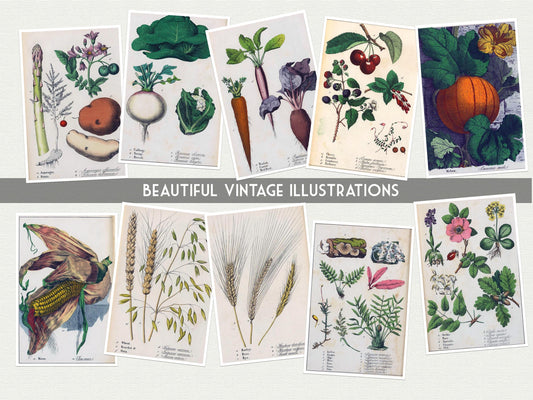 Vegetable Garden Postcards – Set of 20
