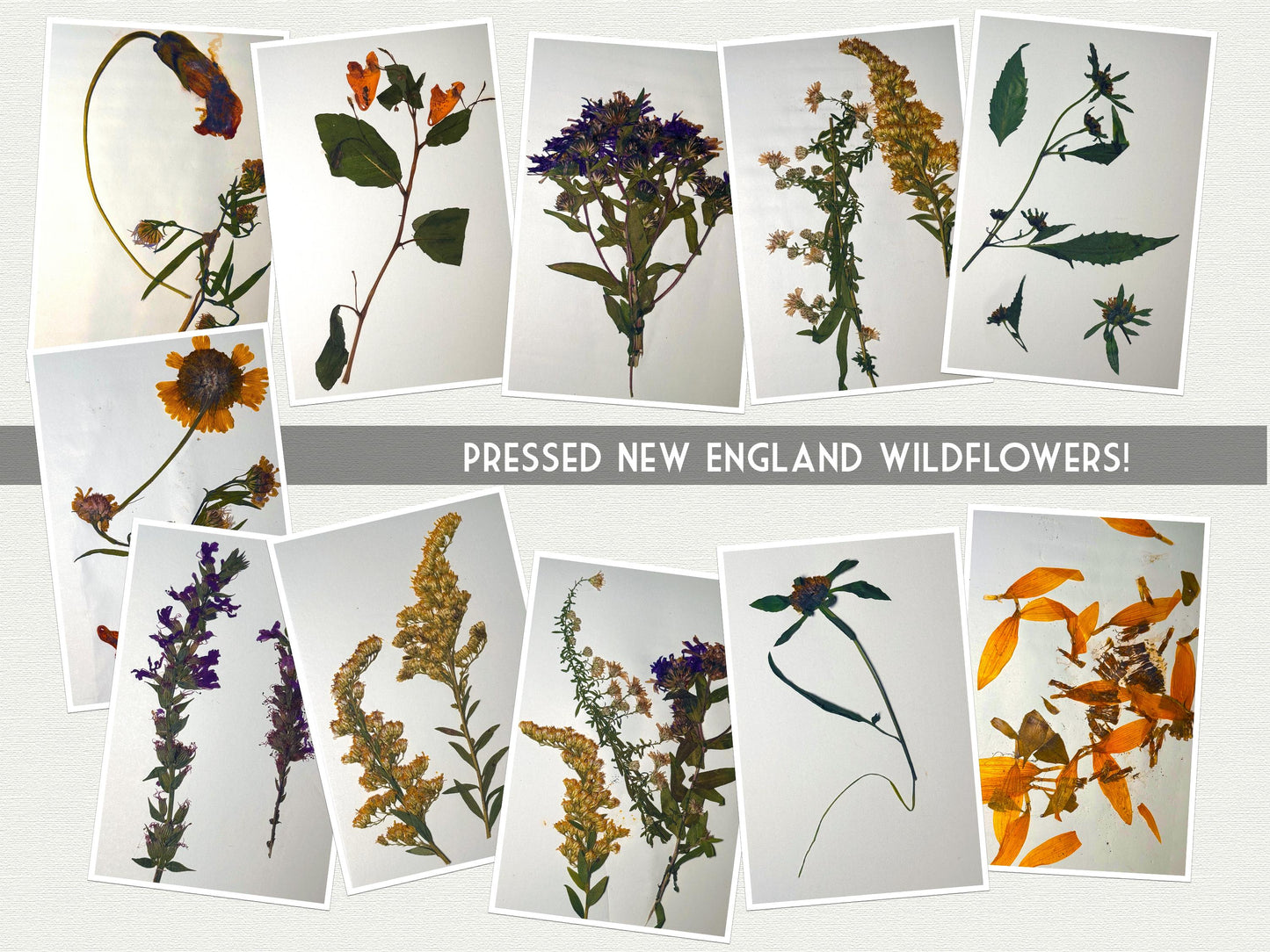 Pressed Wildflower Postcards –Set of 21 Botanical Nature Prints - Vintage Botanical - plant drawings- Natural Wonders