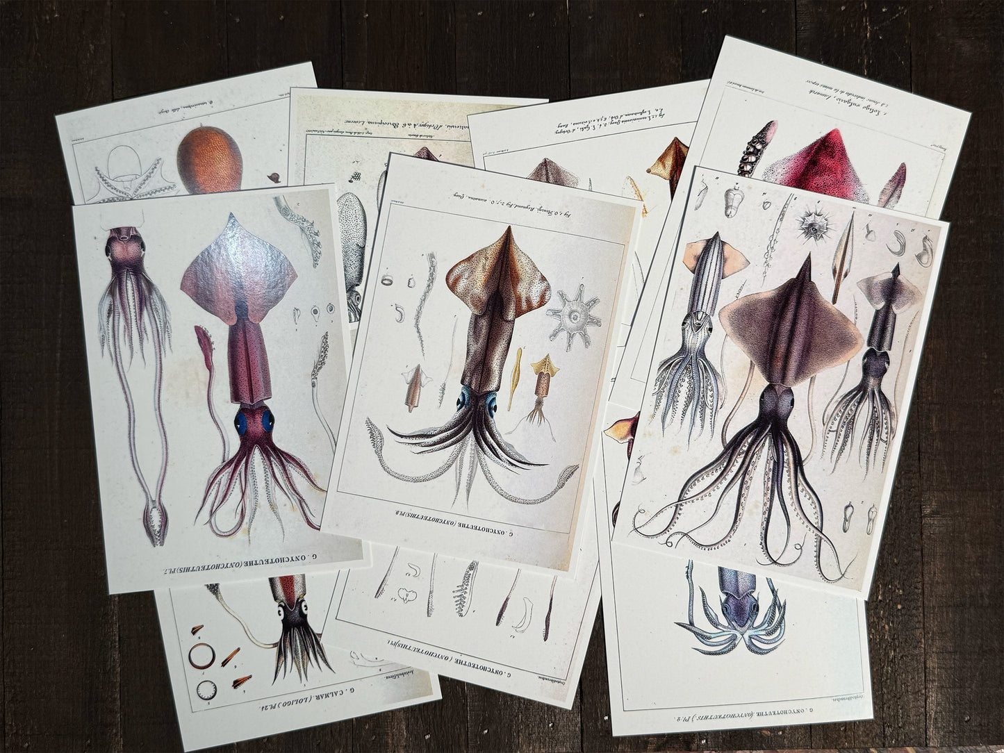 Squid Lithograph Postcards  - Set of 10