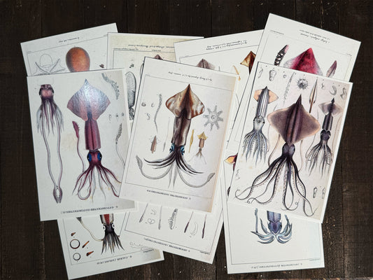 Squid Lithograph Postcards  - Set of 10