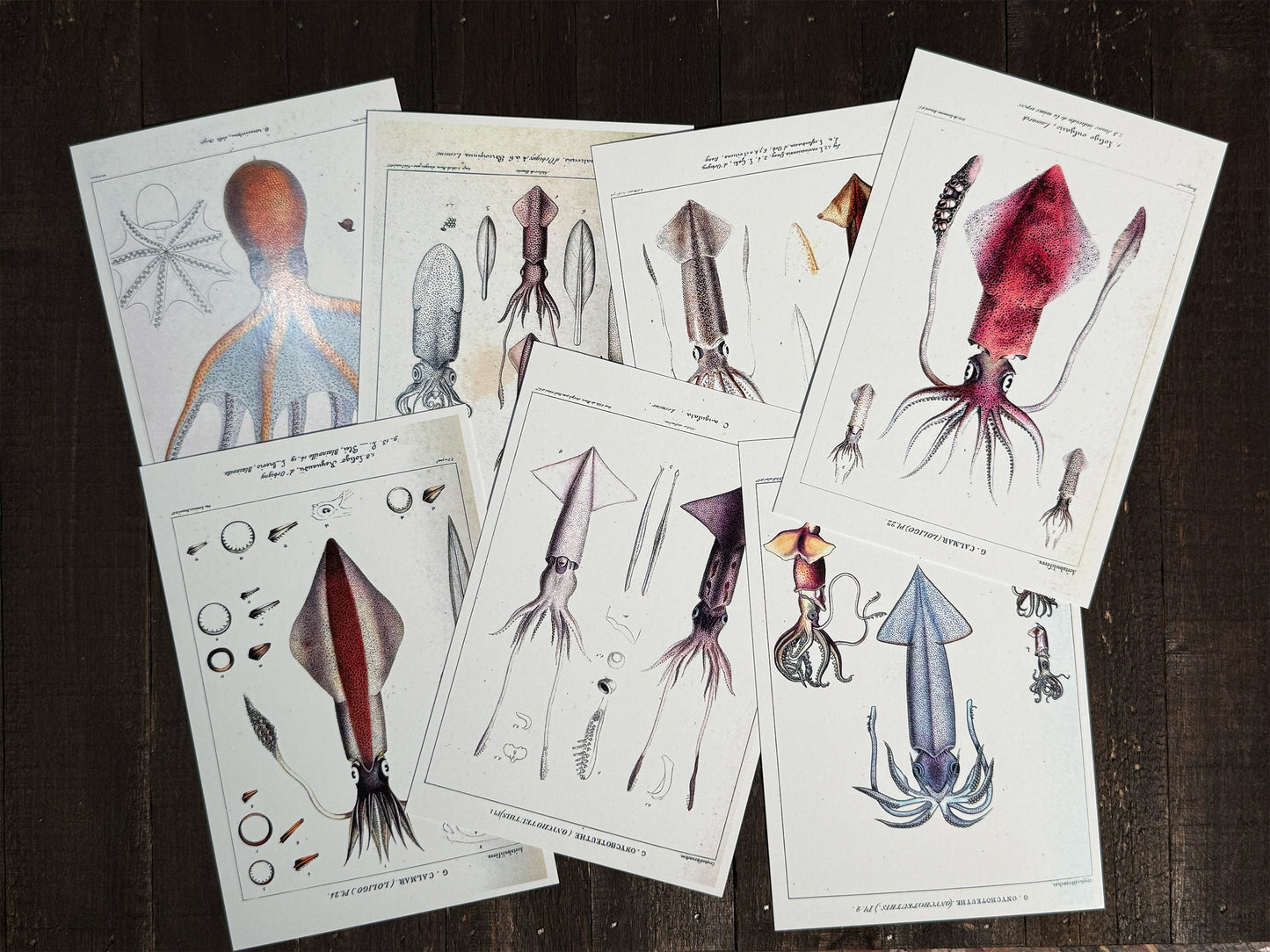 Squid Lithograph Postcards  - Set of 10
