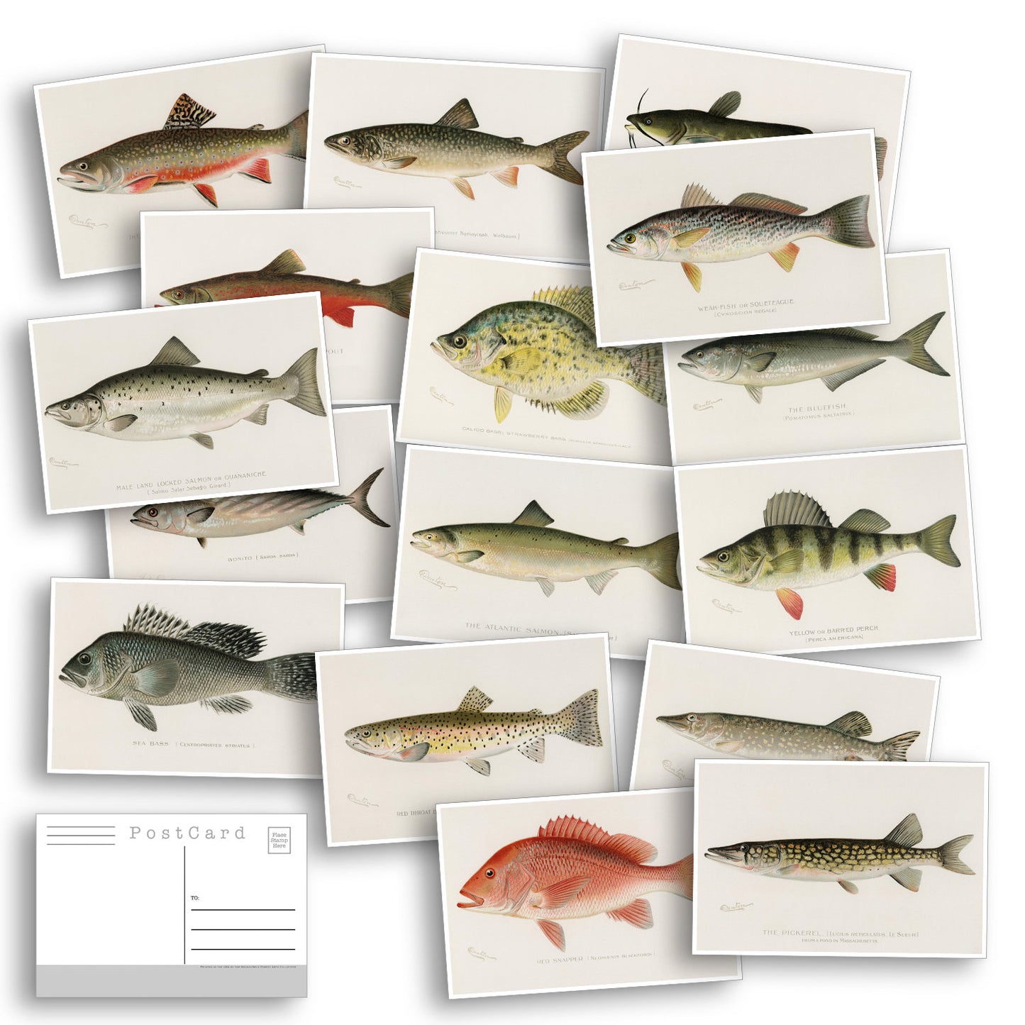 North American Fish Postcard Bulk Pack Of 16 - Fishing - Outdoors - Nature - Post Cards - Wall Art - Scrapbook