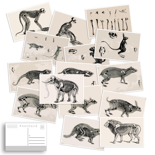 Vintage Illustrations of Animals Postcard Set | 25 Vintage Animal Skeleton | Post Card Set | Nature | Scrapbooking | Natural Wonders