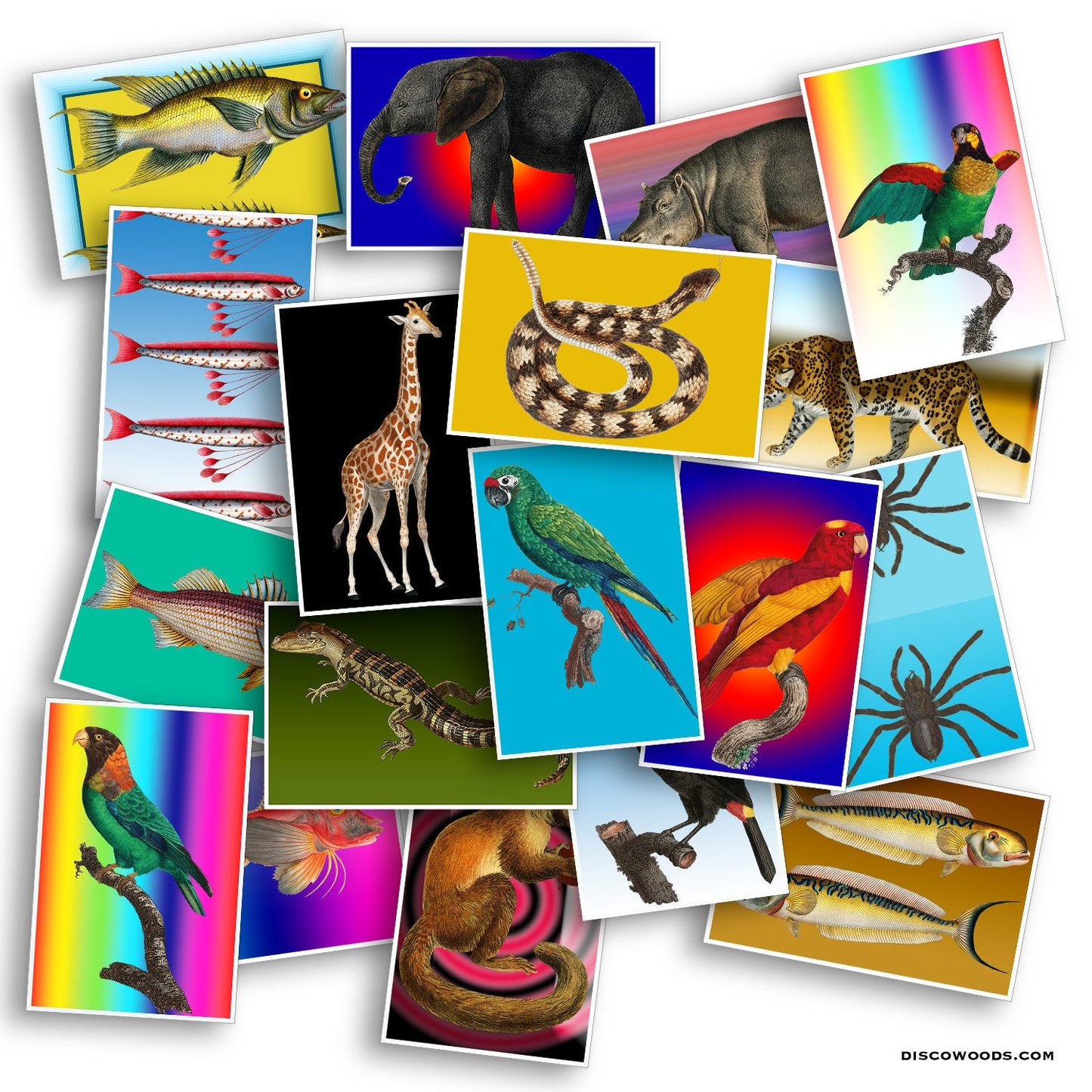 Jungle Animals Postcard Set - Set of 20 Postcards - Safari - Travel - Scrapbooking Post Cards - Adventure - Snakes - Fish - Birds - Exotic