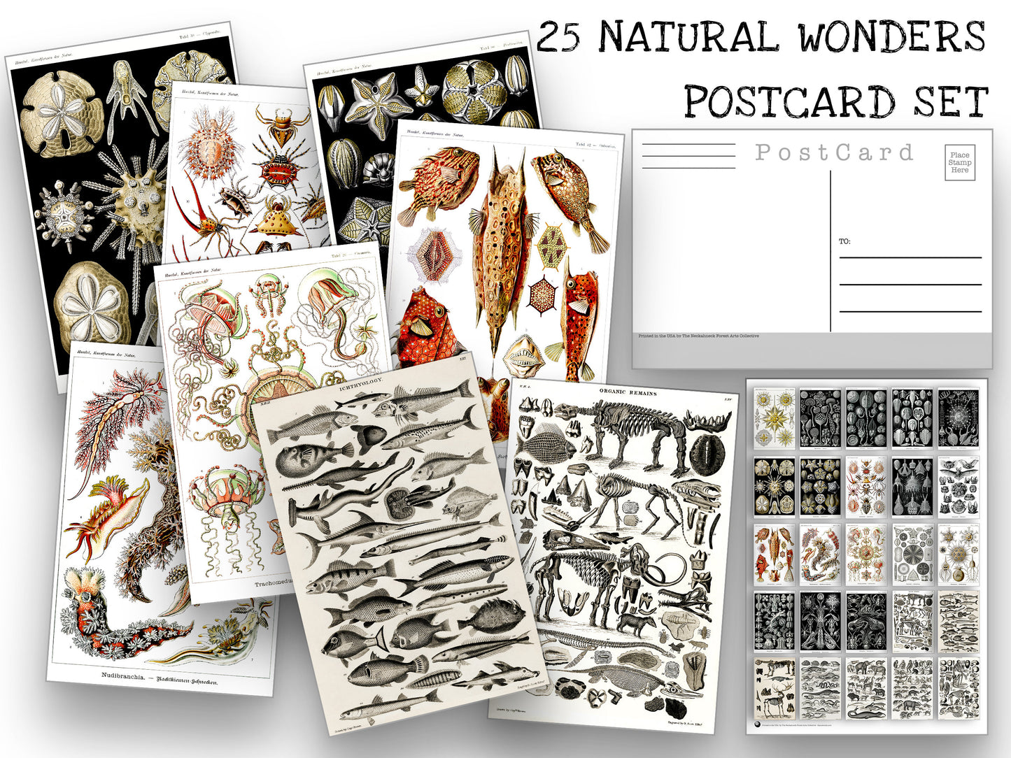 Natural Wonders Postcard Set - Set of 25 Postcards - Vintage - Nature - Scrapbooking Post Cards