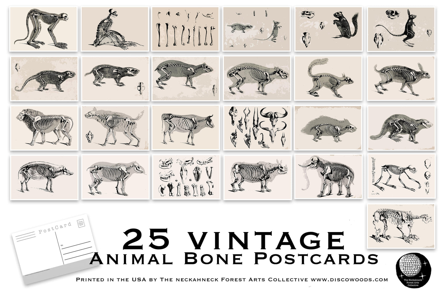 Vintage Illustrations of Animals Postcard Set | 25 Vintage Animal Skeleton | Post Card Set | Nature | Scrapbooking | Natural Wonders