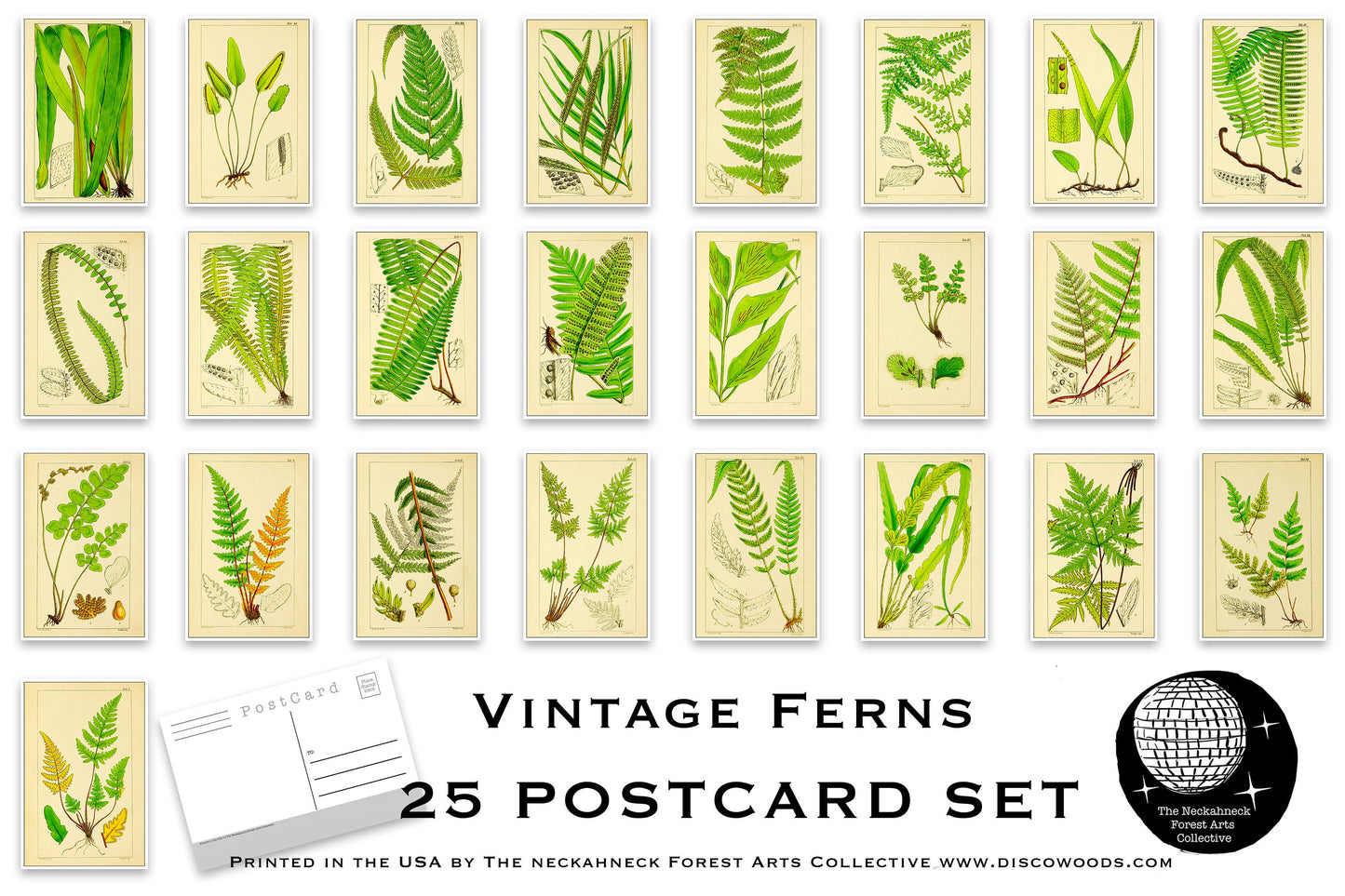 Vintage Ferns Postcard Set - Set of 25 Postcards - Vintage - Nature - Scrapbooking Post Cards - Fern Drawings - Natural Wonders - botanical