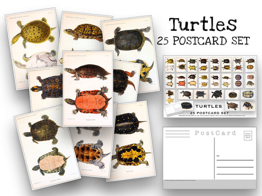 Turtles Postcard Set - Set of 25 Postcards - Vintage Turtle Illistrations - Nature - Scrapbooking Post Cards - Natural Wonders