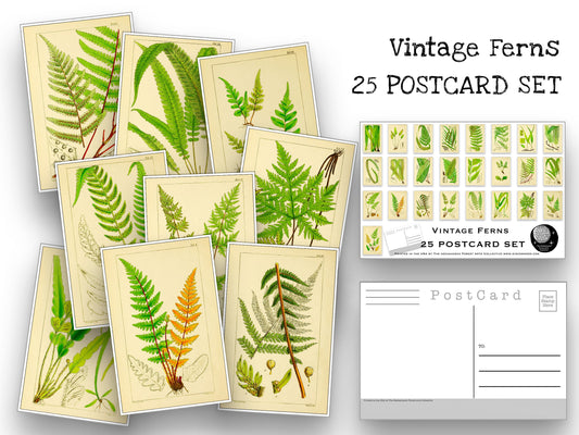 Vintage Ferns Postcard Set - Set of 25 Postcards - Vintage - Nature - Scrapbooking Post Cards - Fern Drawings - Natural Wonders - botanical
